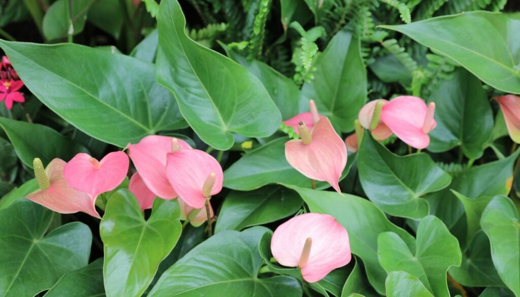 Fleur anthurium
