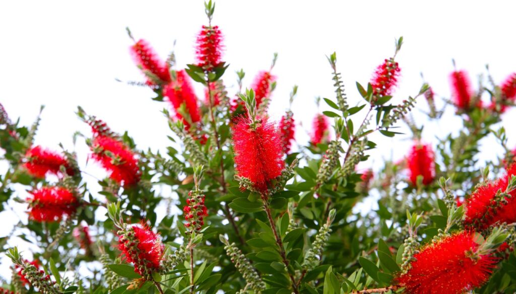 Fleur rince bouteille