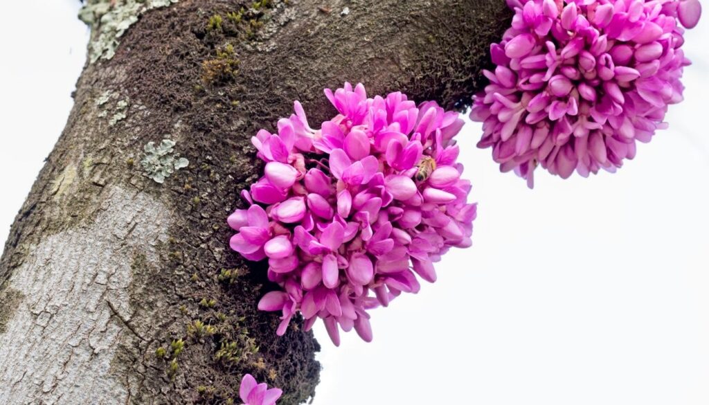 Fleurs de l’arbre de Judée