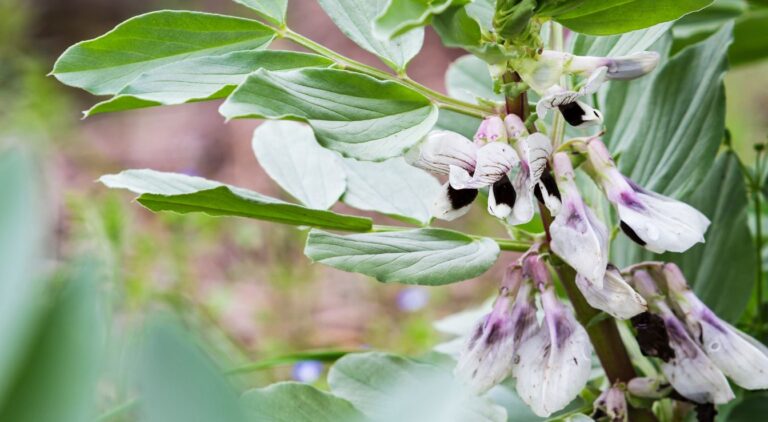 Fève : Origines, Classification Botanique Et Usages Divers