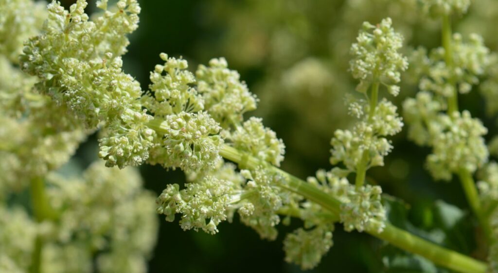 Fleurs de rhubarbe