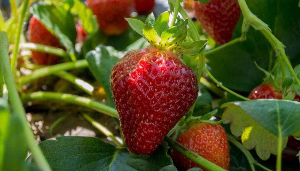 Fraise plante