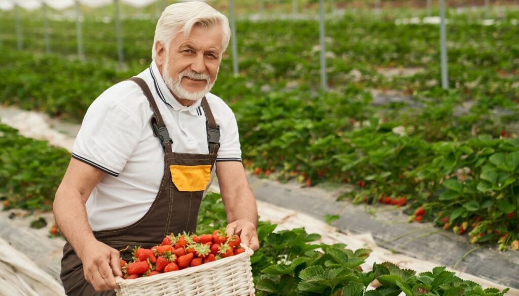 Fraise saison