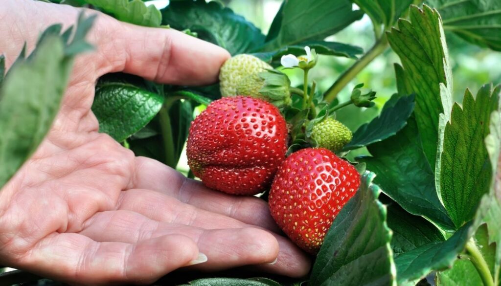 fraise variétés