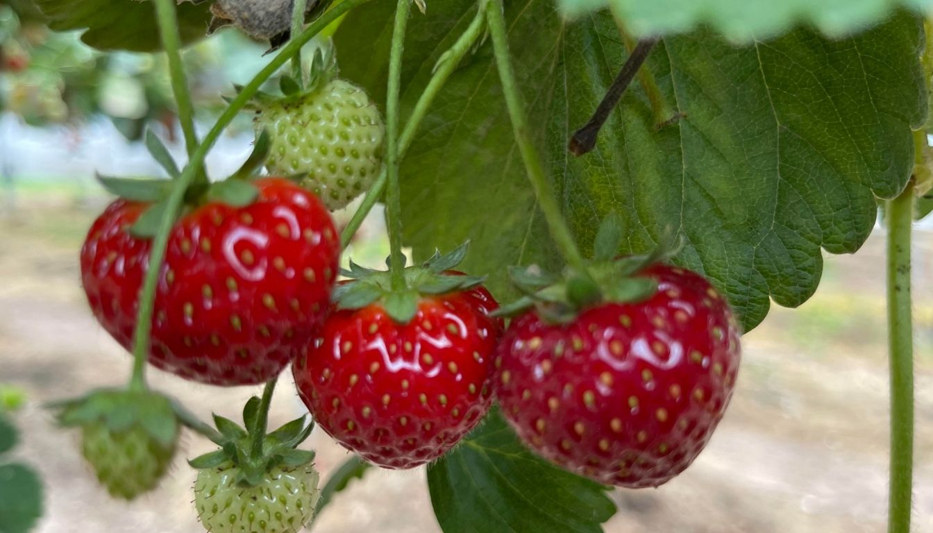 quand planter fraisier
