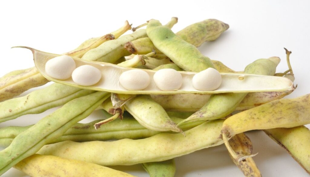 Fruit du haricot coco
