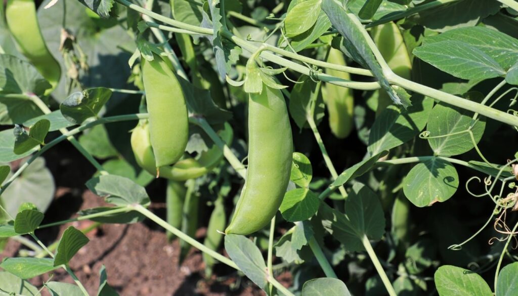 Petits pois plante