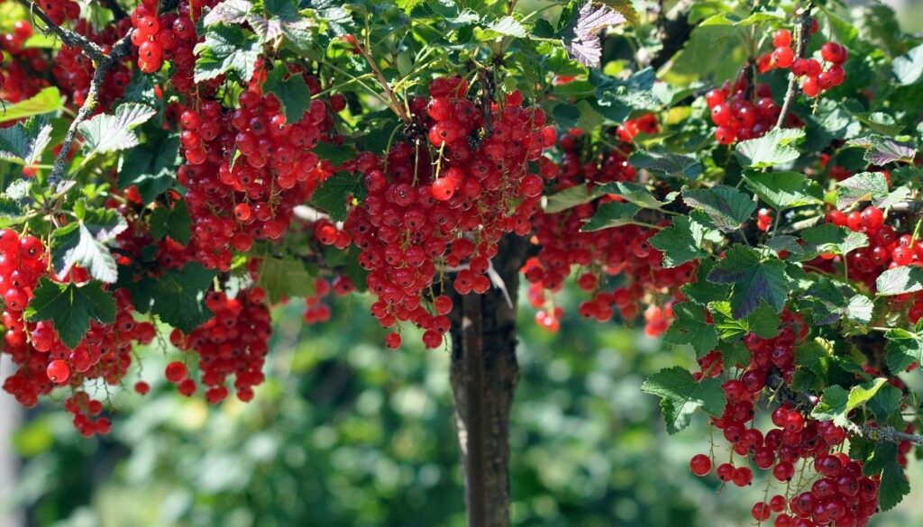 Groseille rouge plante