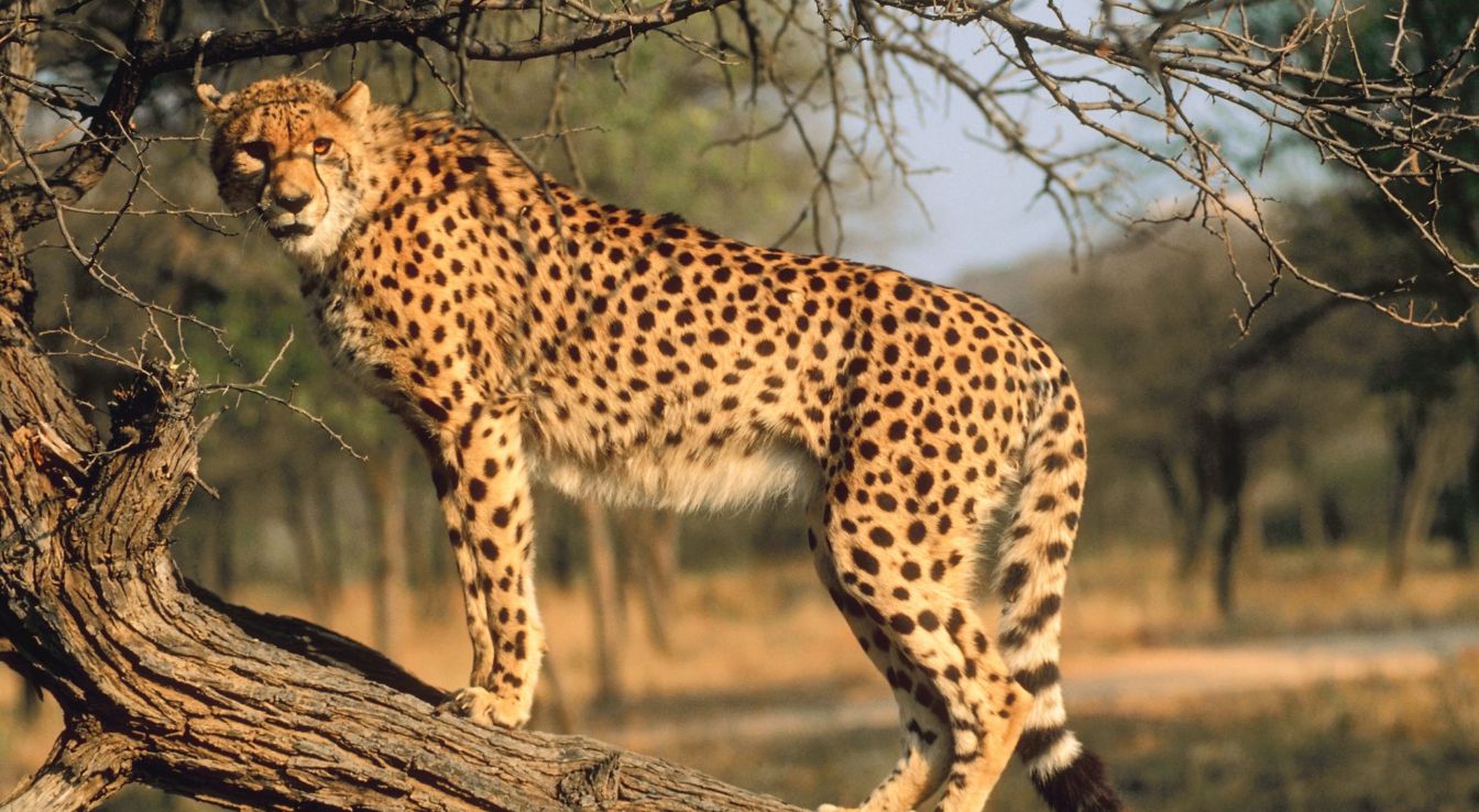 guépard