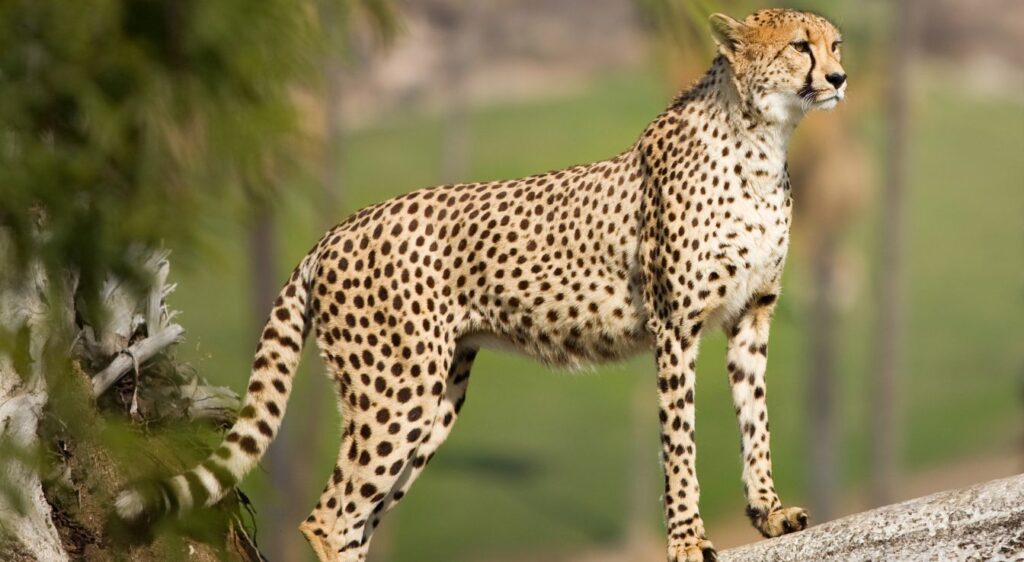 guépard