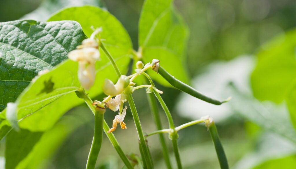 Haricot blanc plante