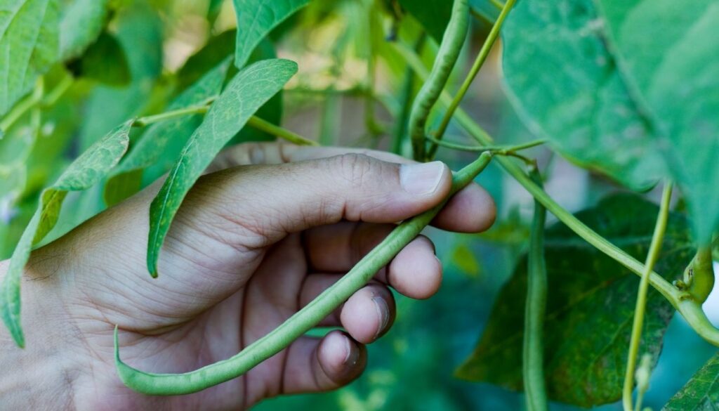 Haricot vert plante