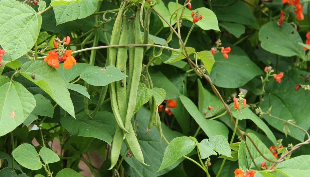 Haricot vert plat​
