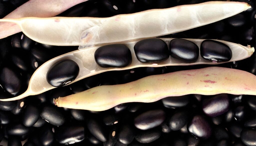 haricots noirs