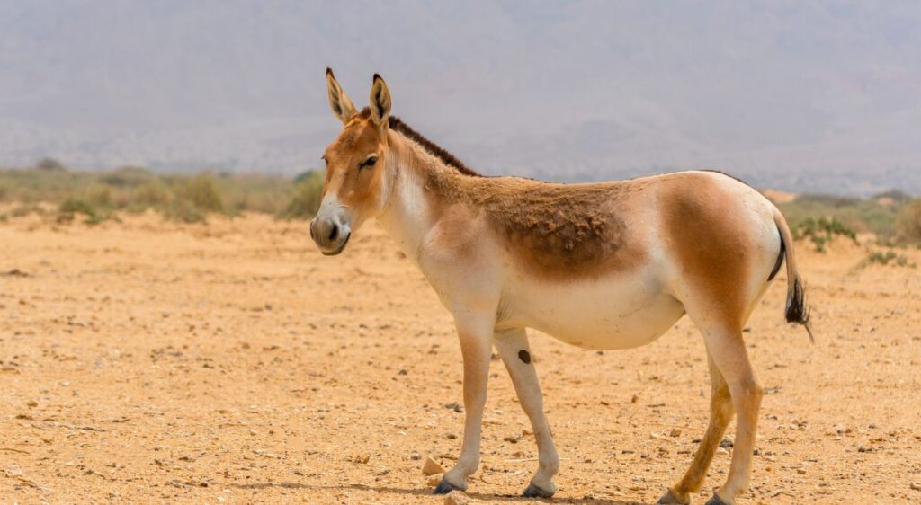 hémione indien