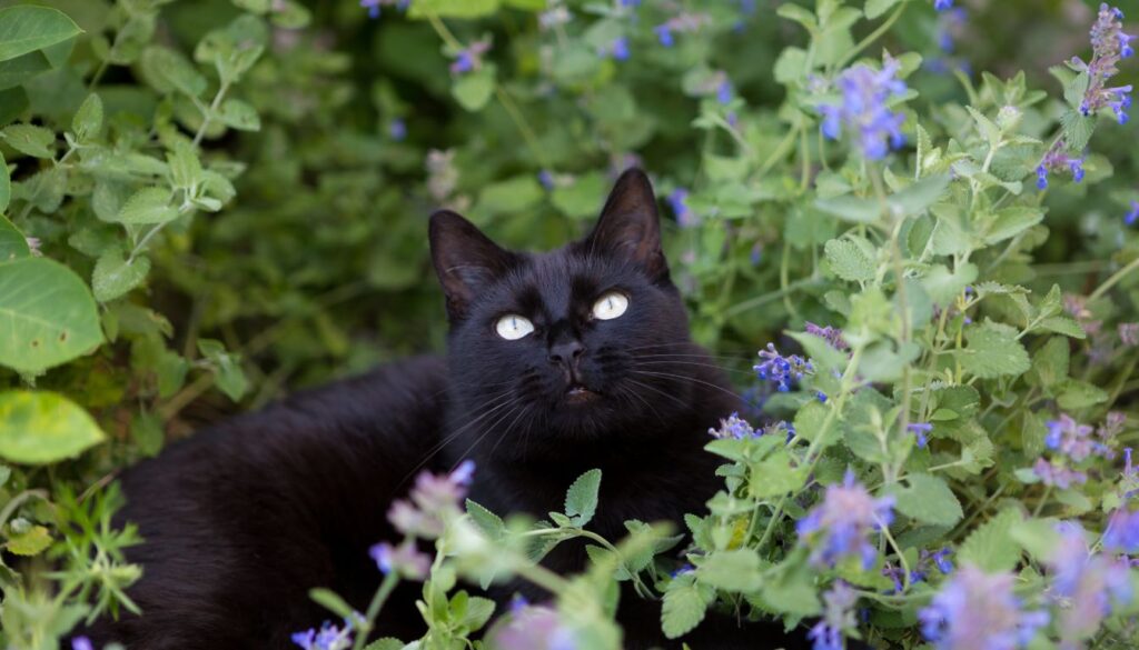 Cataire : herbe a chat