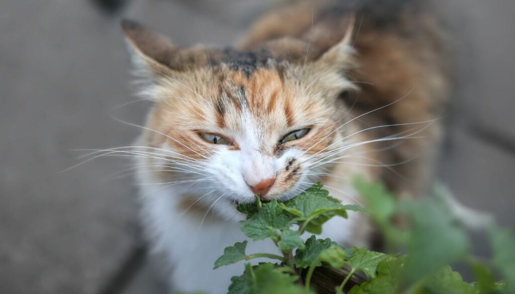 Herbe a chat drogue