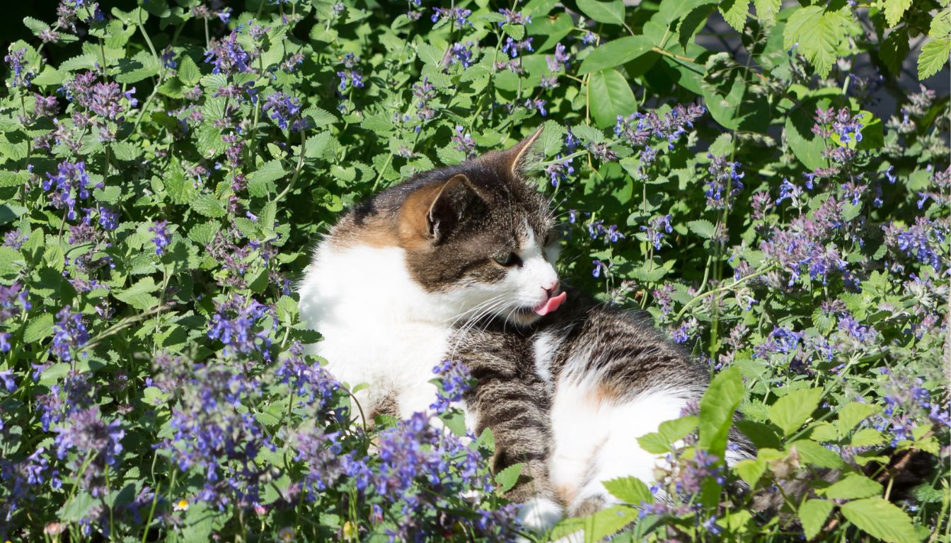 Herbe à chat cataire