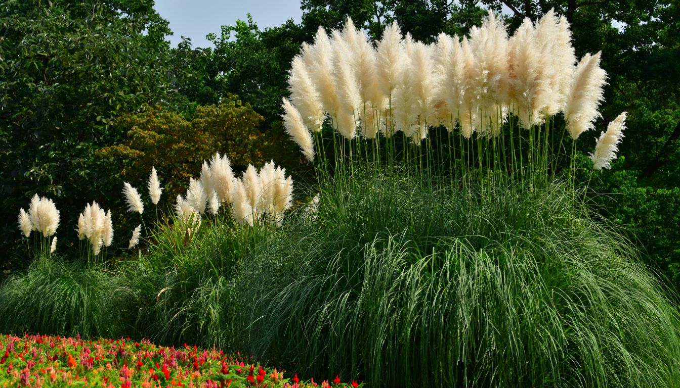 Herbe de la pampa