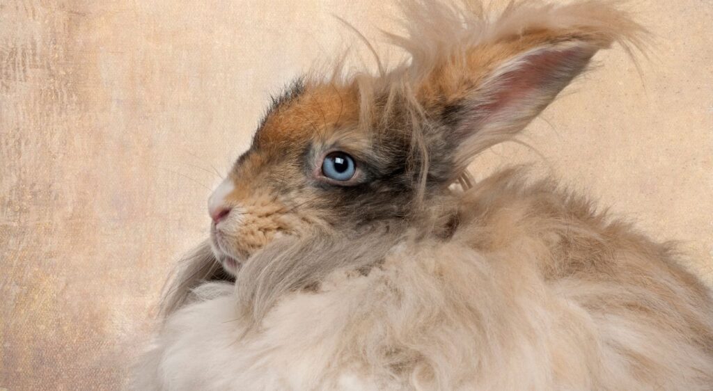 lapin Angora anglais
