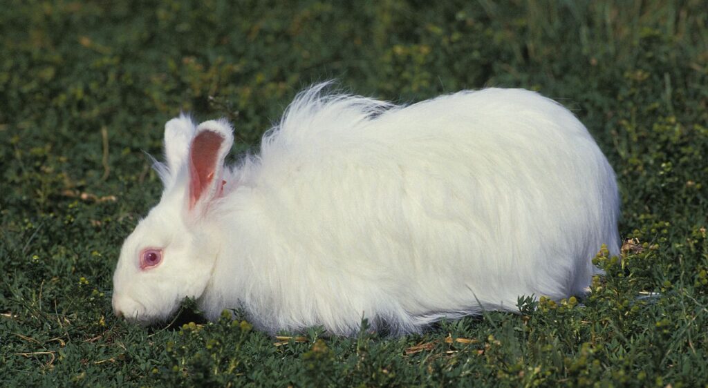 lapin Angora anglais