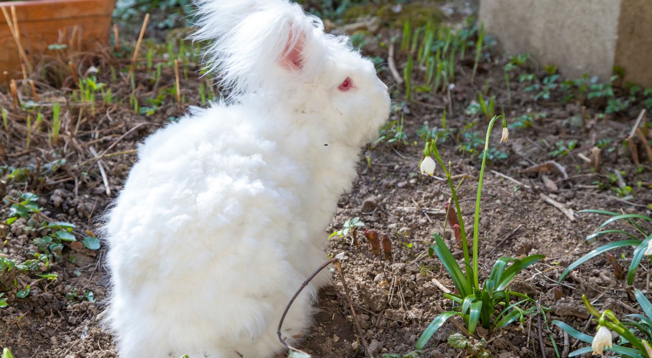lapin Angora anglais
