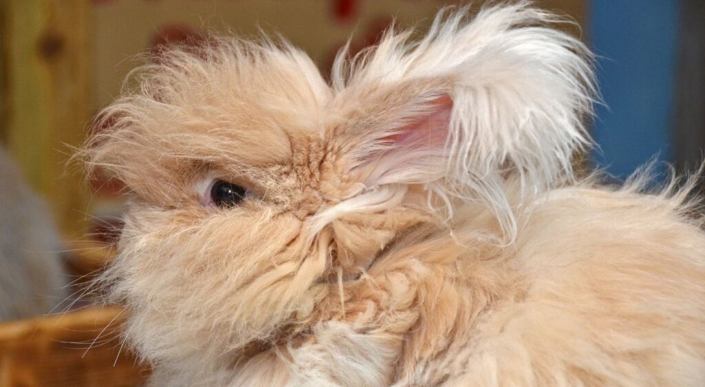 lapin Angora anglais