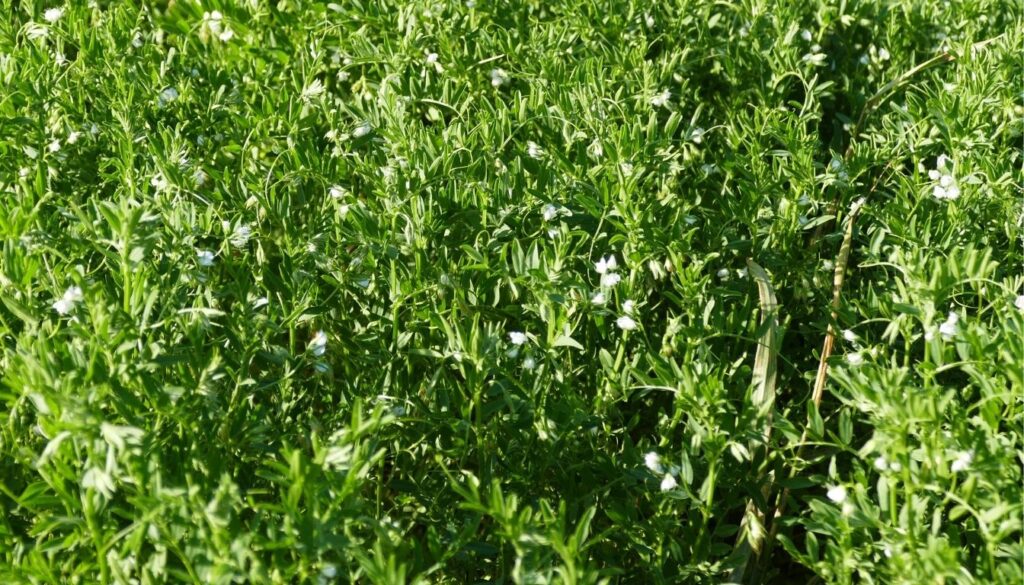 Lentilles maladies courantes
