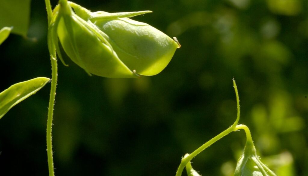 Lentille plante