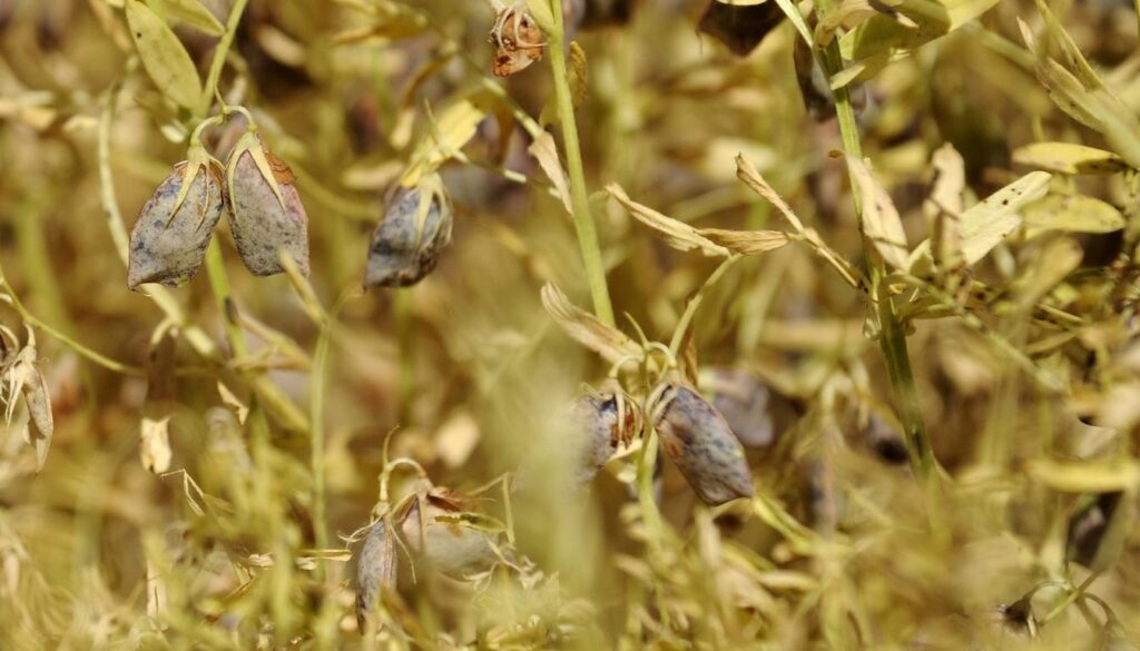 Lentille récolte et séchage