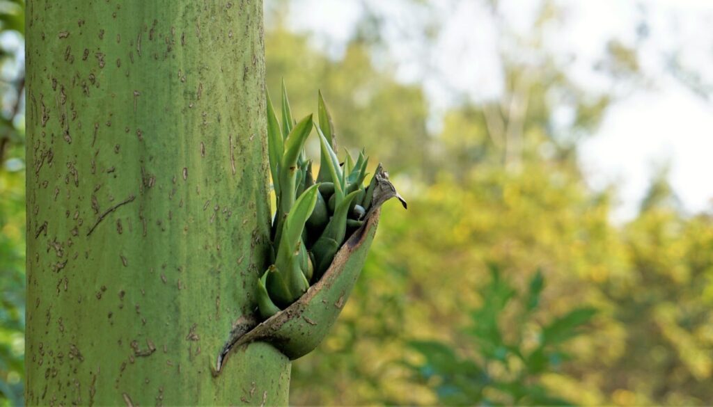 Multiplication de l’Agave