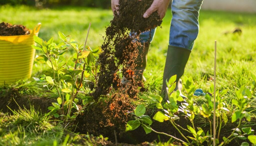 cultiver le myrtillier