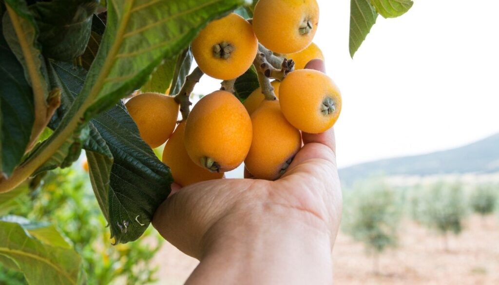 Néflier fruit​