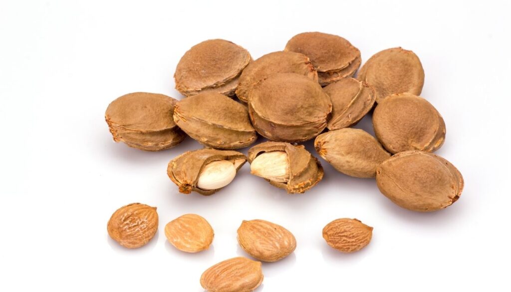 Noyaux d’abricots