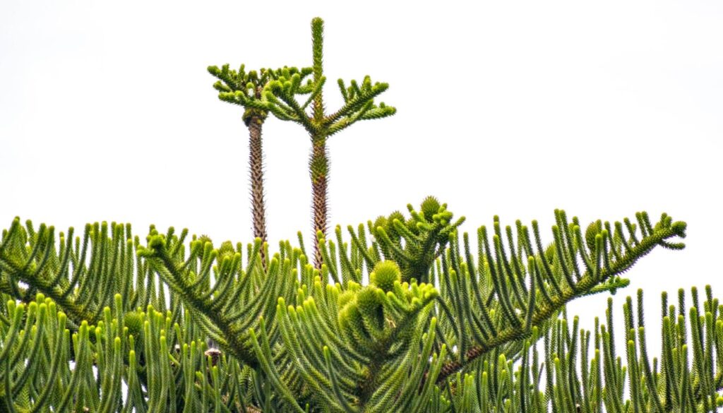 Araucaria Columnaris