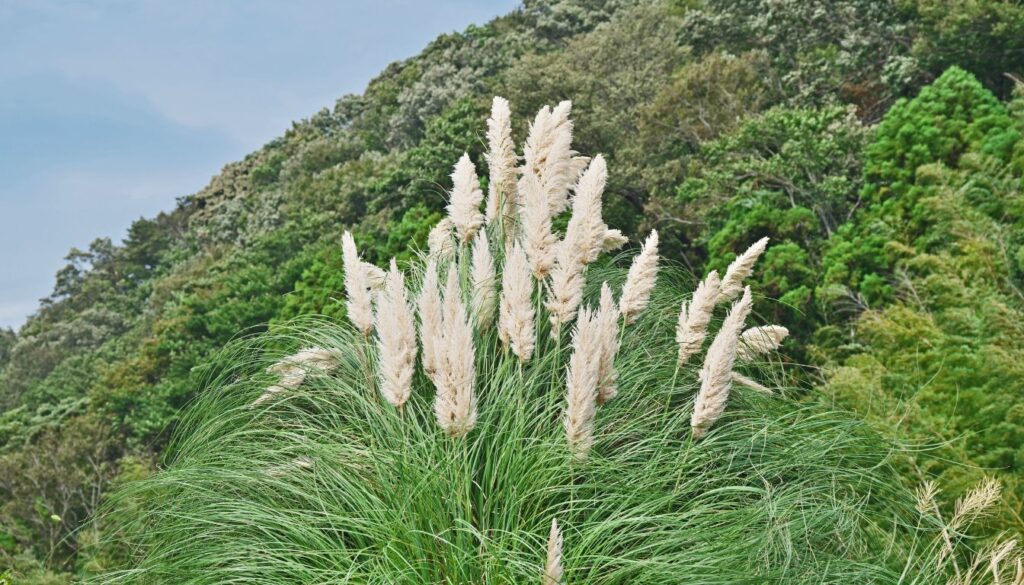 herbes de la pampa​