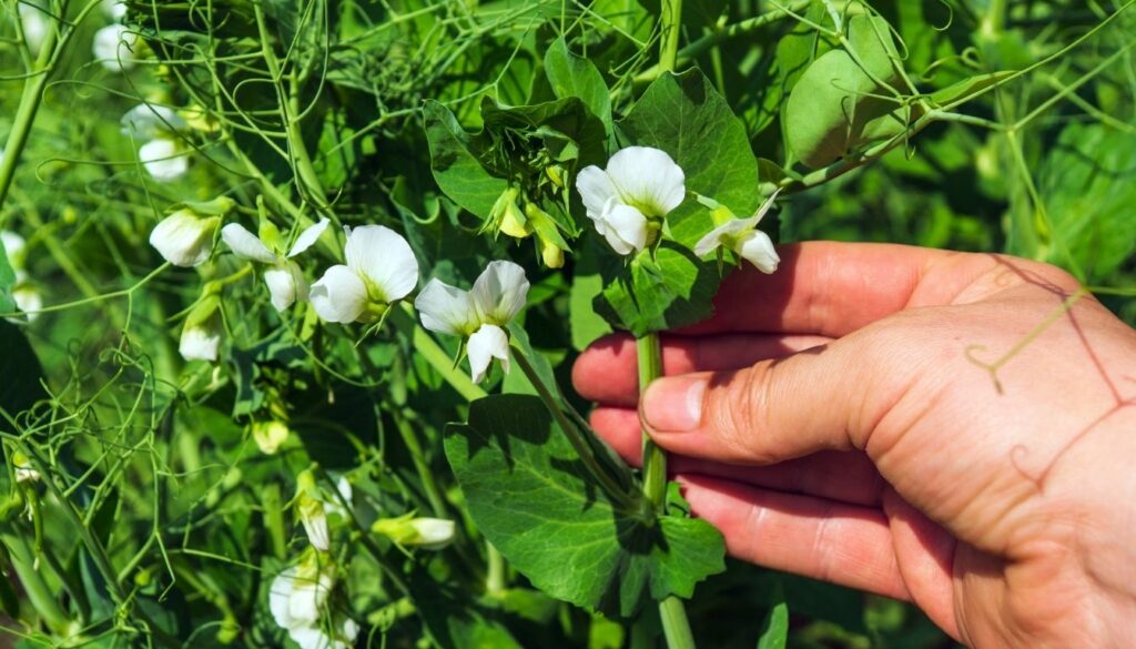 Petits pois culture