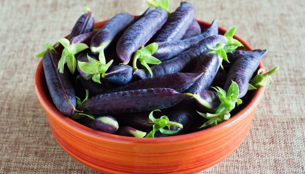 Petits pois violets