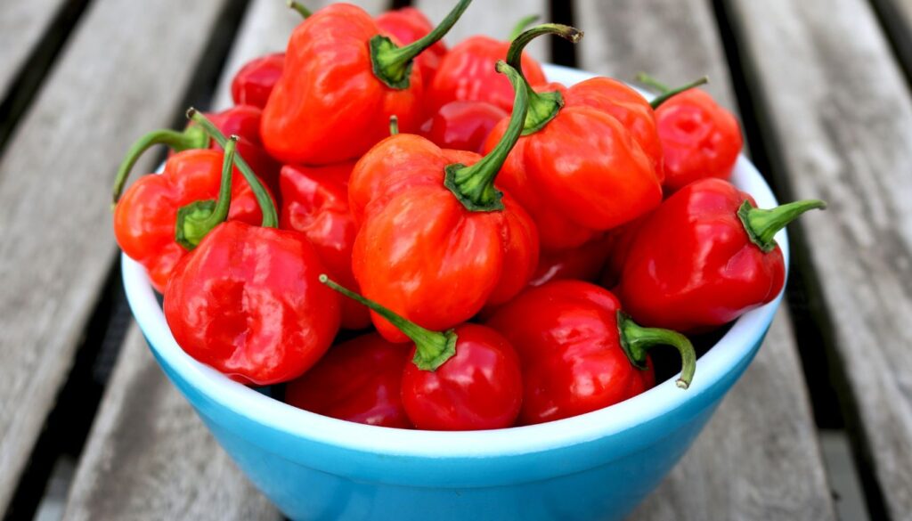 Piment des antilles