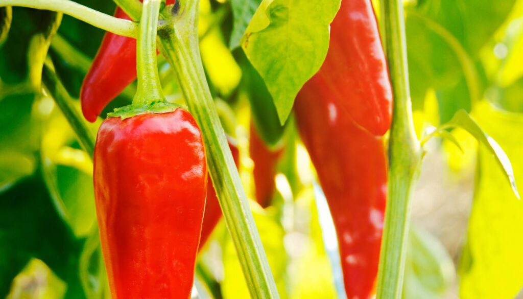 Piment d’Espelette Plante