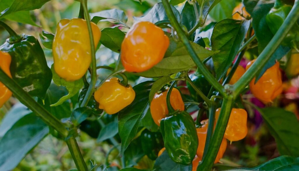 Piment habanero