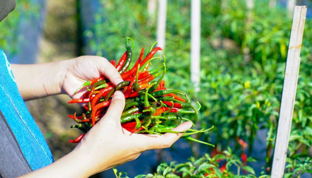 Piment récolte
