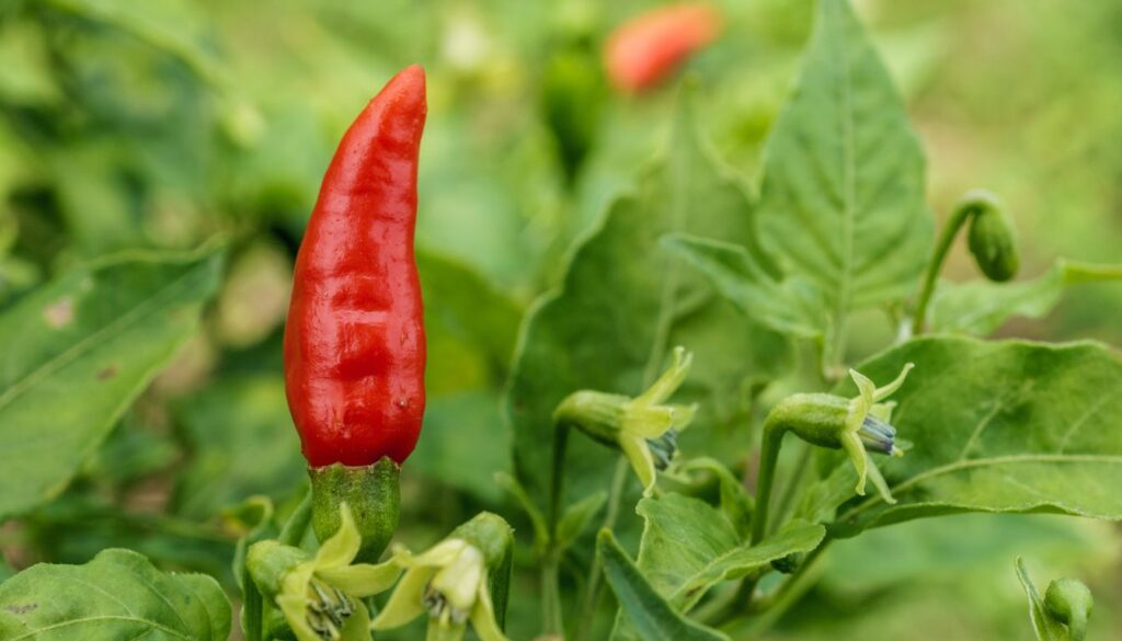 Piment oiseau scoville