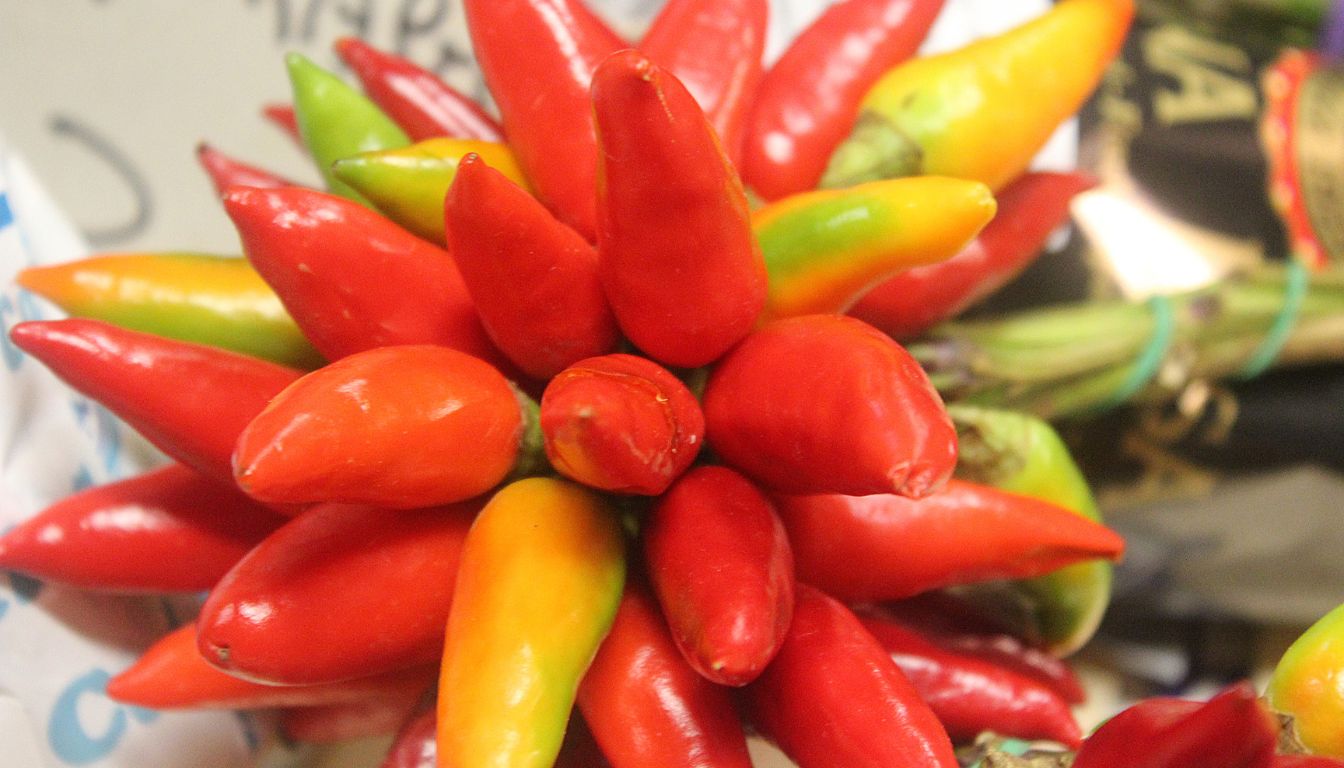 Piment oiseau