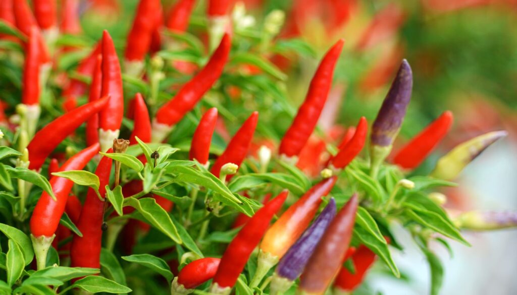 Piment Plante