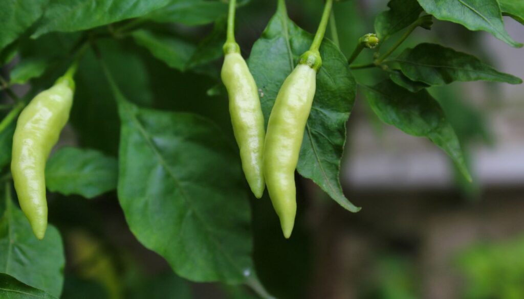 Piments Traitements Biologiques