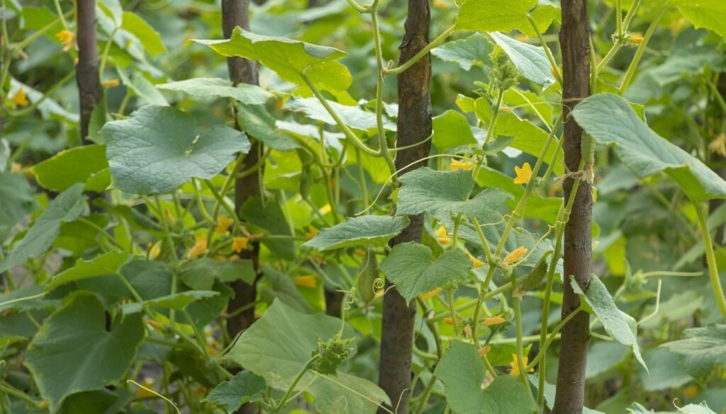 Plant concombre​