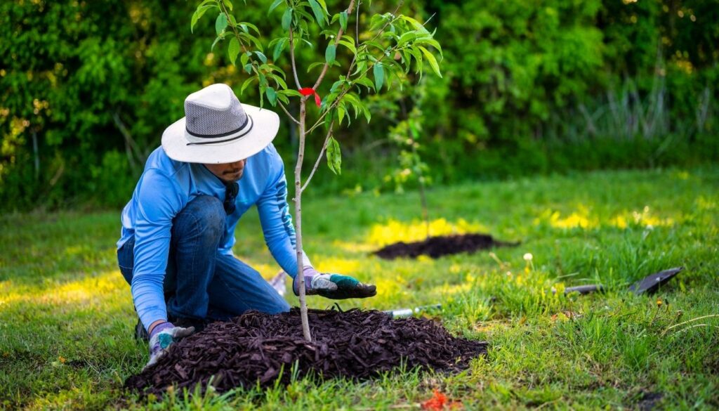 Plantation de l’abricotier