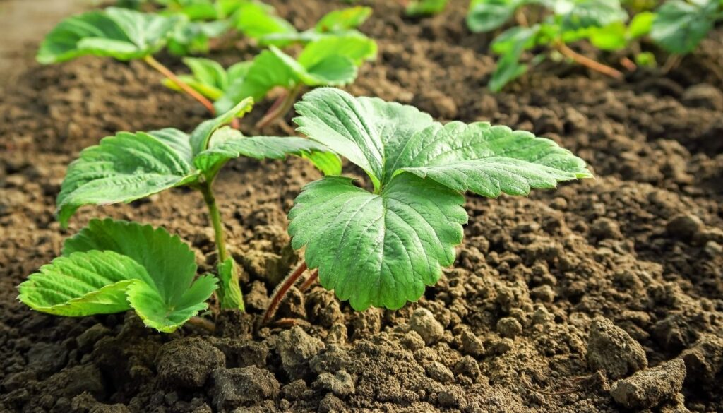 Plantation des fraisiers