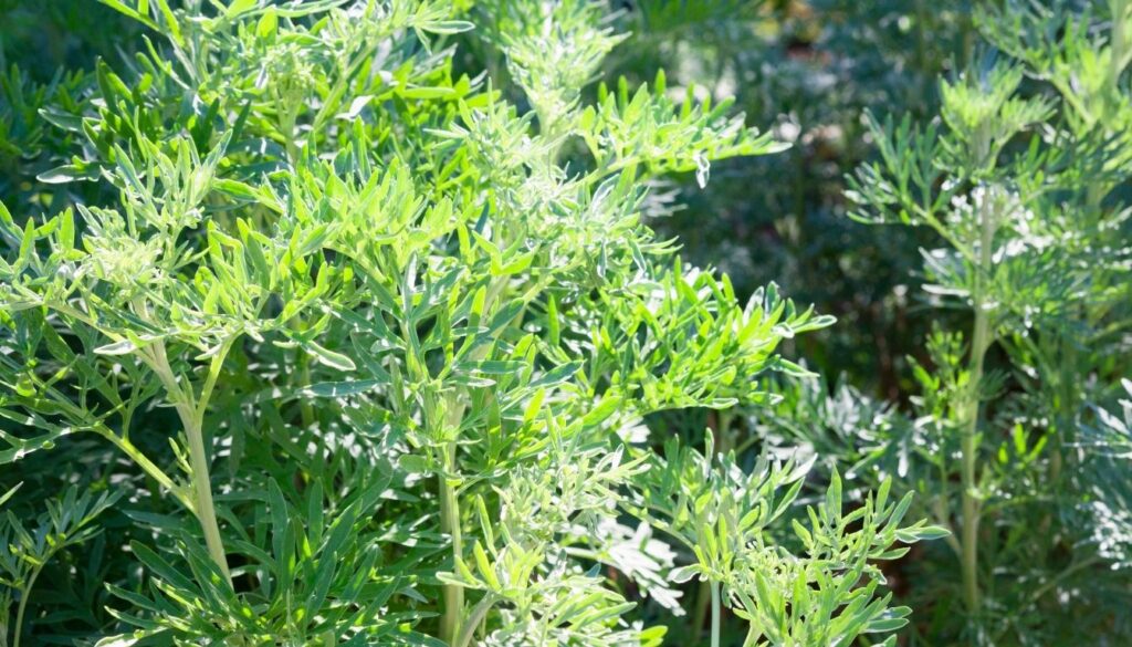 Plante absinthe